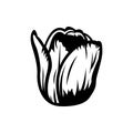 Vintage black and white blooming tulips concept on white background isolated Floral botanical flower. Wild spring leaf wildflower Royalty Free Stock Photo