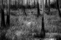 Vintage Black and White Okefenokee Cypress Swamp photograph with Great Egret bird, Georgia Royalty Free Stock Photo