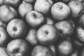 Black and white shot of a pile of apples