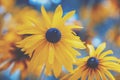 Booming Rudbeckia hirta Black-eyed Susan flowers Royalty Free Stock Photo