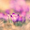 Vintage blooming violet crocuses Royalty Free Stock Photo