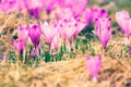 Vintage blooming violet crocuses Royalty Free Stock Photo
