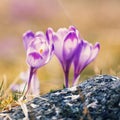 Vintage blooming violet crocuses Royalty Free Stock Photo