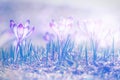 Vintage blooming violet crocuses Royalty Free Stock Photo