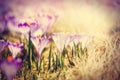 Vintage blooming violet crocuses Royalty Free Stock Photo