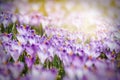Vintage blooming violet crocuses Royalty Free Stock Photo