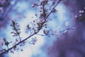 Vintage blooming plum tree branch