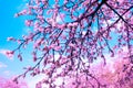 Vintage blossoming apple trees Royalty Free Stock Photo