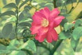 Vintage blooming pink Camellia sasanqua