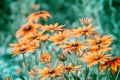 Vintage blossoming Rudbeckia hirta (Black-eyed Susan) flowers Royalty Free Stock Photo