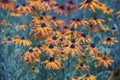 Vintage blossoming Rudbeckia hirta Black-eyed Susan flowers Royalty Free Stock Photo