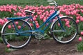 Vintage, blue bicycle and pink tulips on the background
