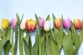 Vintage blue green wooden background with red, pink, white and yellow tulips flowers with empty copy space Royalty Free Stock Photo