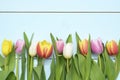 Vintage blue green wooden background with red, pink, white and yellow tulips flowers with empty copy space Royalty Free Stock Photo