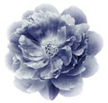 Vintage blue peony flower isolated on  a white  background with clipping path  no shadows. Closeup. Royalty Free Stock Photo