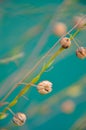 Vintage blurry photo of summer meadow Royalty Free Stock Photo