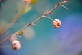 Vintage blurry photo of summer meadow Royalty Free Stock Photo