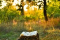 Vintage book of poetry outdoors under a tree Royalty Free Stock Photo