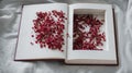 Vintage books with dried red flowers on a white bed. Concept Nostalgic and remembrance vintage background