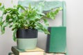 Vintage books and houseplant stacked on a painted chair Royalty Free Stock Photo