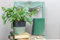 Vintage books and potted plant stacked on a painted chair Royalty Free Stock Photo