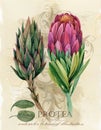 Vintage botanical poster. hand drawn watercolor floral art print with protea flowers. Royalty Free Stock Photo