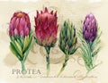 Vintage botanical poster. hand drawn watercolor floral art print with protea flowers. Royalty Free Stock Photo