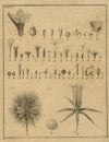 Vintage Botany Field Notes - Botany Illustration - Vintage Floral Illustrations - Scrapbook Papercrafting Royalty Free Stock Photo