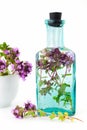 Vintage bottle of thyme infusion and mortar full of thymus serpyllum flowers. Royalty Free Stock Photo