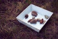 Vintage box of pine cones in winter forest