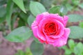 Vintage bright card with pink flowers rose over the bokeh background