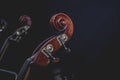violin strings and back of viola head with dark background, music instrument, instrument, Royalty Free Stock Photo