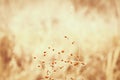 Vintage brown grass flower spring, autumn ,nature background Royalty Free Stock Photo