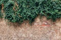 Vintage brown wall with green ivy background Royalty Free Stock Photo