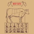 Vintage butcher cuts of beef scheme vector