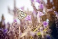 Vintage butterfly and flower