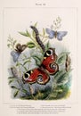 Vintage Butterfly illustration