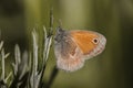 Vintage butterfly macro shoot