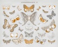Vintage butterfly and moth lithograph, remix from original artwork Royalty Free Stock Photo