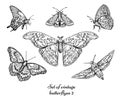 Vintage butterfly hand drawn vector set illustration Royalty Free Stock Photo