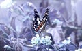 Vintage butterfly wing and flower. in flowers garden soft blue color