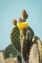 Vintage cactus flower