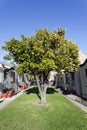 Vintage California Bungalows with Orange Tree