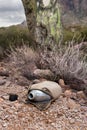 Vintage canteen in desert