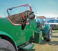 Vintage car dog doggy ride convertible classic cars vehicles open top show passenger Royalty Free Stock Photo