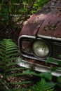 a rusty old car is overgrown with ferns and weeds on the ground