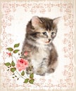 Vintage card with fluffy kitten and rose.