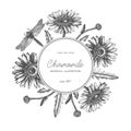 Vintage card or invitation design in the round. With hand drawn and high detailed chamomile flowers and dragonflies sketches. Flor Royalty Free Stock Photo