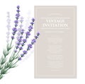 Vintage card with lavender flowers. Vector illustration Royalty Free Stock Photo