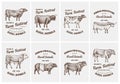 Vintage cards. Farm cattle bulls and cows. Different breeds of domestic animals. set of posters. Engraved hand drawn Royalty Free Stock Photo